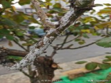 樹狀月季枝干上有許多小白點(diǎn)，可能是桑盾蚧在危害