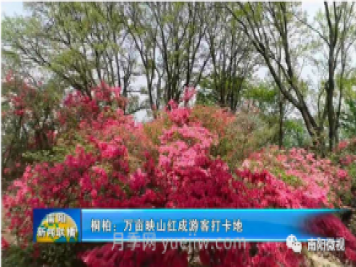 南陽(yáng)桐柏：萬(wàn)畝映山紅成游客打卡地