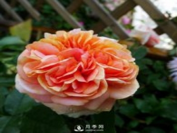 月季花介紹，石橋月季帶你了解月季