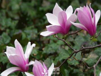 如何管理盆栽紫玉蘭小苗？