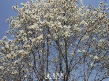白玉蘭樹越冬防寒工作是怎樣的？