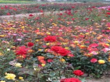 怎樣養(yǎng)好月季花？石橋月季告訴你
