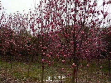 為什么要對紅玉蘭樹等景觀種植進行修剪？