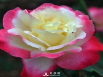 月季扦插有什么技巧？南陽月季告訴你