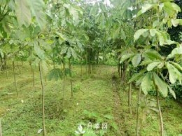 6個(gè)常見(jiàn)景觀樹(shù)