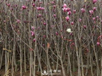 紅玉蘭樹的病害防治要怎么做？