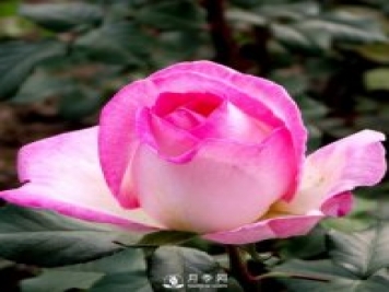 南陽(yáng)石橋月季育苗期管理