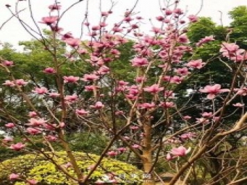 二喬玉蘭花有何作用與功效？