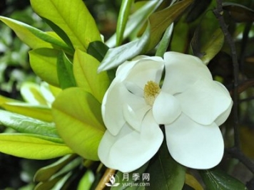 如何區(qū)分廣玉蘭、白玉蘭和二喬玉蘭？