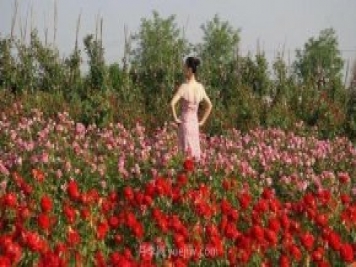 洛陽(yáng)紫桂園月季農(nóng)場(chǎng)，置身月季花海，感受花開浪漫