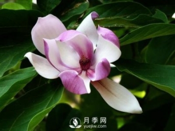 二喬玉蘭種殖需注意什么？