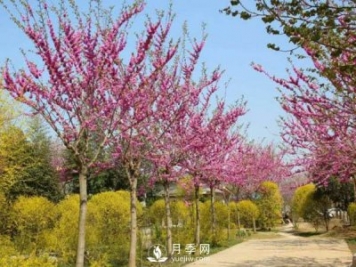 關(guān)于山茱萸無(wú)性繁殖你了解多少？