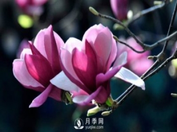如何預防二喬玉蘭黃化病病害？