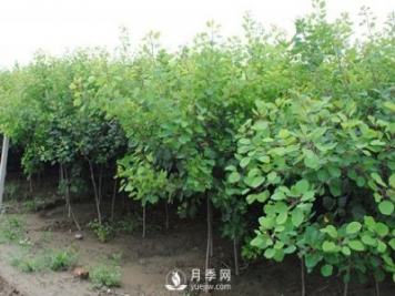 如何防治黃櫨白粉病病害？