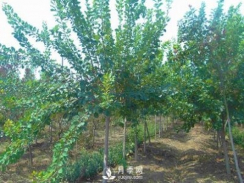 黃櫨種植基地是怎樣防治黃櫨黃萎病病害的？