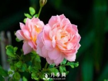 月季花第一次修剪什么時候？修剪的目的是什么