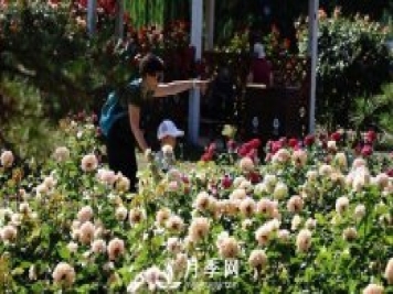 陶然亭公園勝春山房景區(qū)月季開放正當時