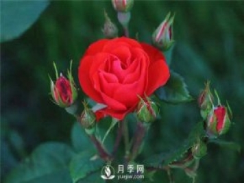 北京紅月季，國(guó)月豐花月季推薦
