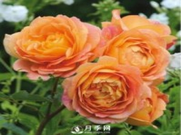 爬藤月季品種很多，每個(gè)人都有自己的喜好