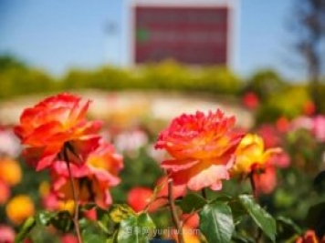 山東煙臺(tái)月季花節(jié)如期而至，美得劃不動(dòng)屏