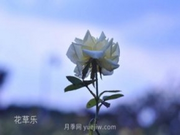 區(qū)分月季、玫瑰的七個(gè)技巧