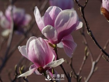 紫玉蘭種植休眠時(shí)要留意什么？