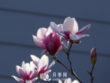 二喬玉蘭批發(fā)的繁殖方法是怎樣的？