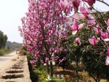 紅玉蘭繁殖栽培技術(shù)主要有哪幾方面？