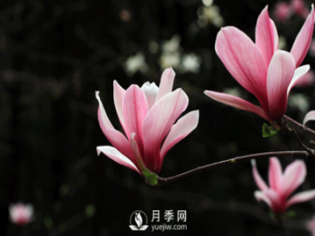 紅玉蘭，紫玉蘭，廣玉蘭嫁接培育主要注意一下四點：
