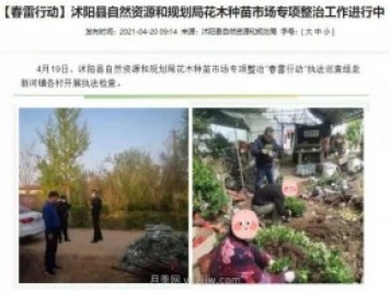 重拳出擊！江蘇沭陽“打假”扣押苗木10萬余株