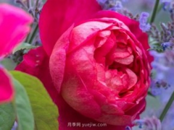 推薦3個(gè)月季品種優(yōu)缺點(diǎn)，不容錯(cuò)過的珍品月季