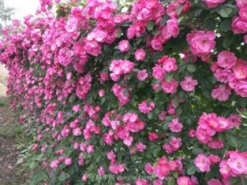 推薦3種爬藤月季，花園里輕松打造漂亮花墻