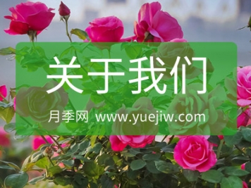 關于月季網