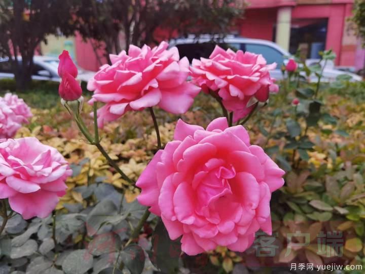 南陽(yáng)月季暢銷全國(guó)，美麗經(jīng)濟(jì)再綻芳華(圖2)
