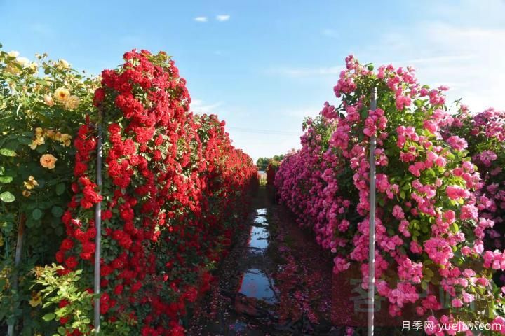 南陽(yáng)月季暢銷全國(guó)，美麗經(jīng)濟(jì)再綻芳華(圖3)