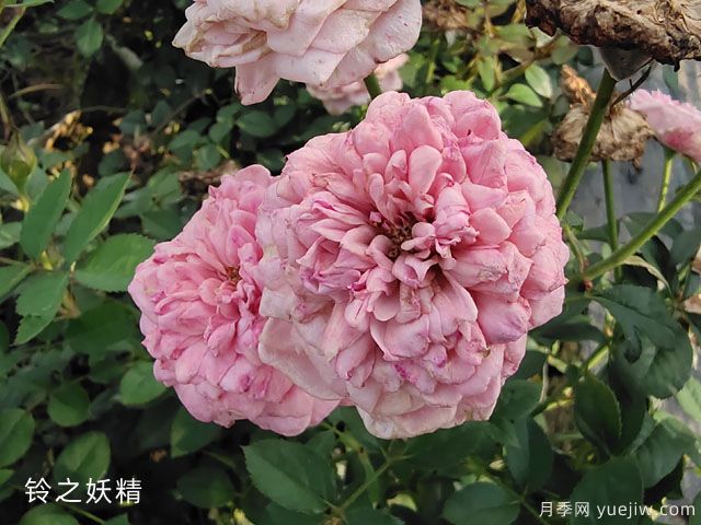 妖精系列月季，5個品種都優(yōu)秀(圖1)