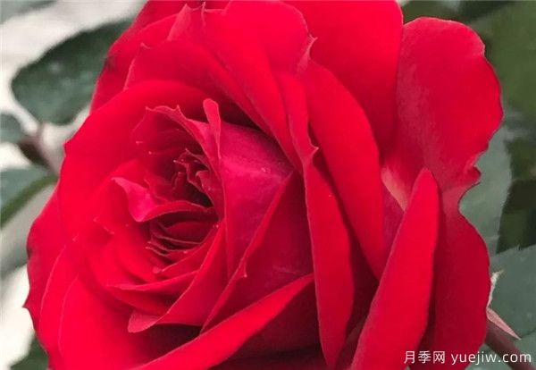妖精系列月季，5個品種都優(yōu)秀(圖3)