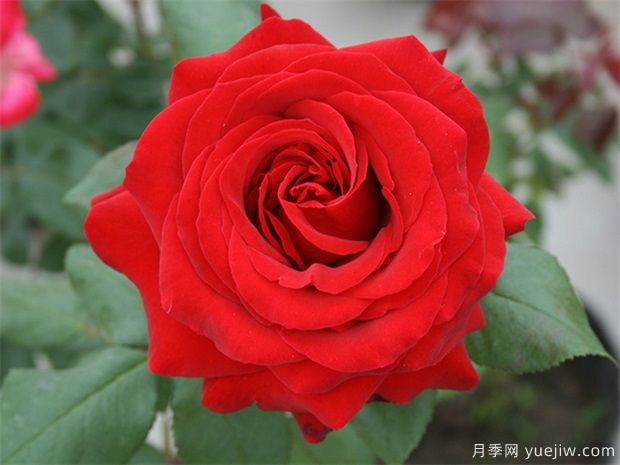 大紅色的月季***為漂亮，這5個(gè)你喜歡嗎(圖1)
