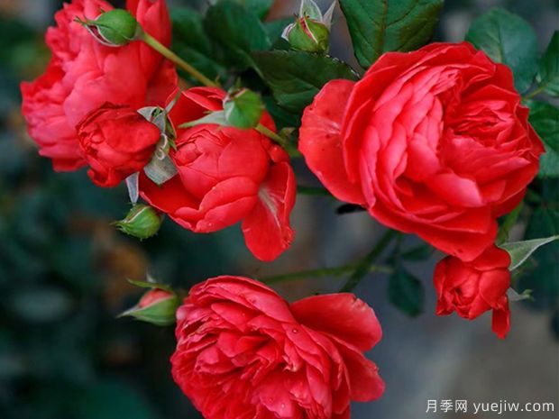 大紅色的月季***為漂亮，這5個(gè)你喜歡嗎(圖5)