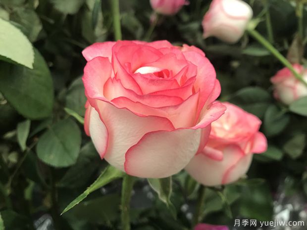 昆明斗南市場(chǎng)熱銷(xiāo)的十大切花玫瑰有哪些？(圖6)