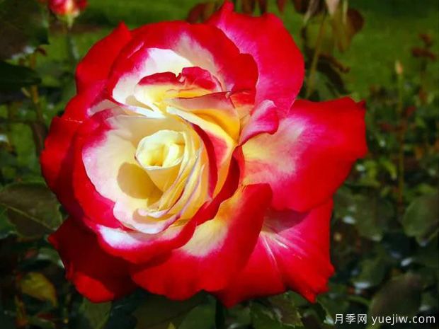 花大香濃艷麗，養(yǎng)月季就選紅雙喜(圖1)