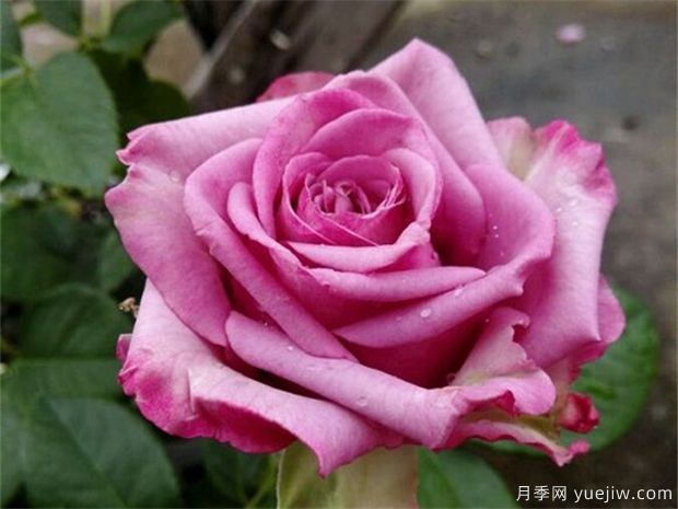 鄭州市花是月季，愛上鄭花滿城(圖4)
