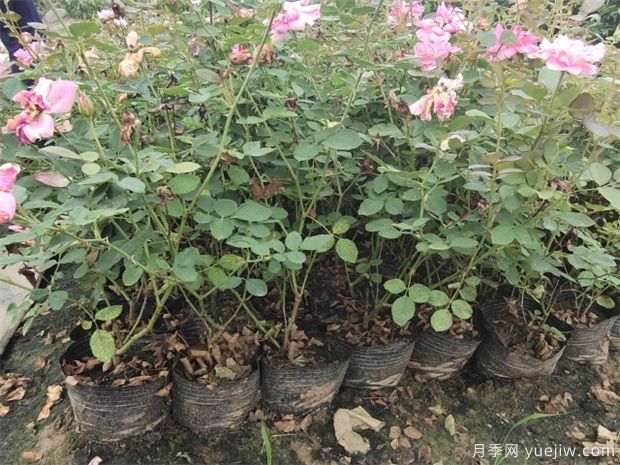 養(yǎng)盆花月季一般這幾點做好，月季開花也不愁了(圖1)