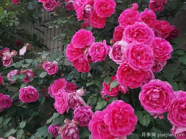 不容錯(cuò)過的一款藤本月季，大游行輕松開出一片花墻(圖2)