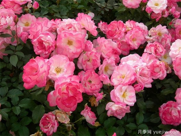 推薦給新手10大藤本月季品種，輕松選擇(圖5)