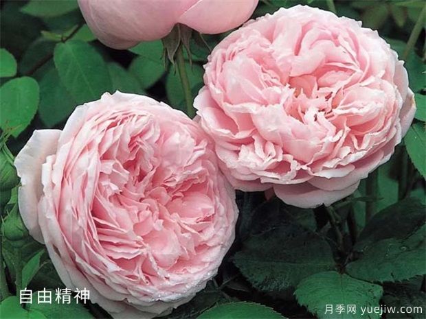 推薦給新手10大藤本月季品種，輕松選擇(圖7)
