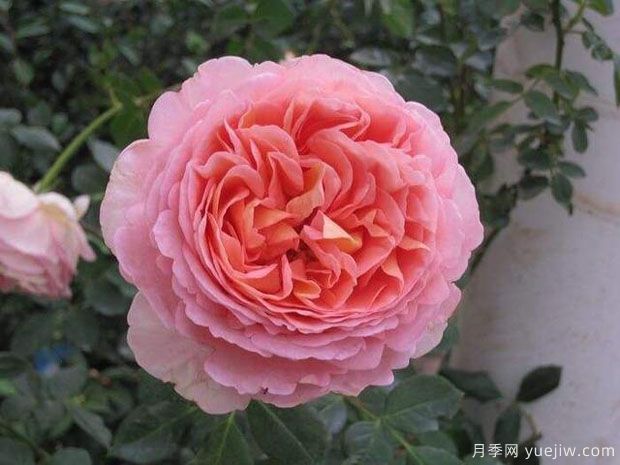2024年熱門(mén)20個(gè)經(jīng)典藤本月季品種，做月季花墻你喜歡(圖15)