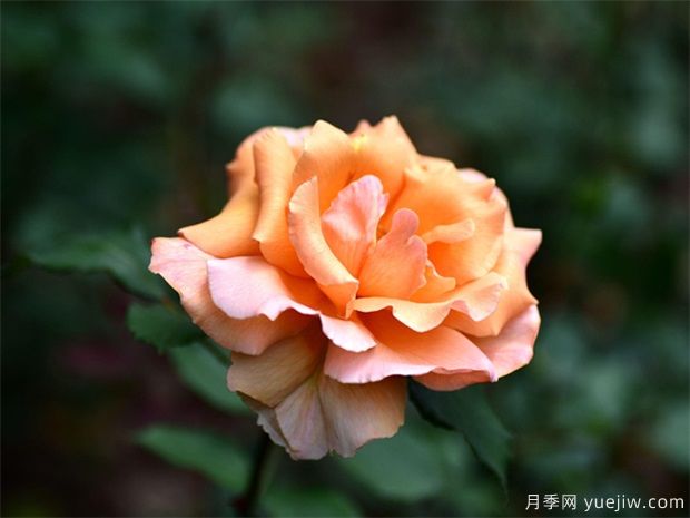 遭遇暴風(fēng)雨襲擊后，月季苗木管理施救措施(圖1)