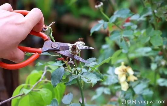100萬(wàn)花友強(qiáng)力推薦月季修剪指南分享(圖1)