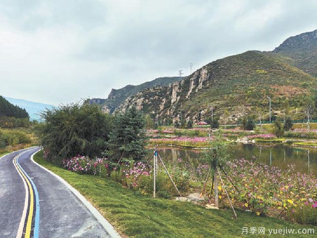 河南鄢陵花木市場(chǎng)助力鄉(xiāng)村振興 朝陽(yáng)產(chǎn)業(yè)帶來(lái)百姓致富路(圖3)